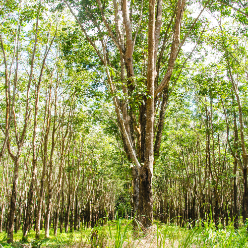 Daniel’s Strength Journey